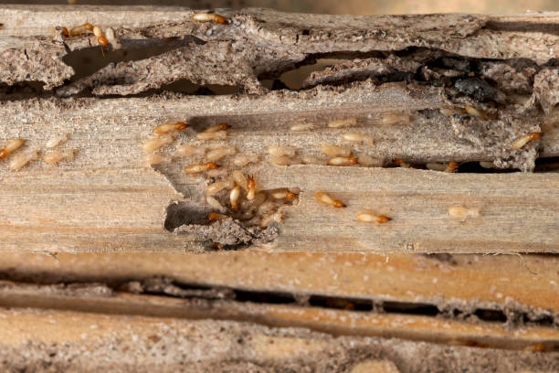 Best Wasp Removal Services  in Goodlettsville, TN